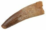 Fossil Spinosaurus Tooth - Real Dinosaur Tooth #210308-1